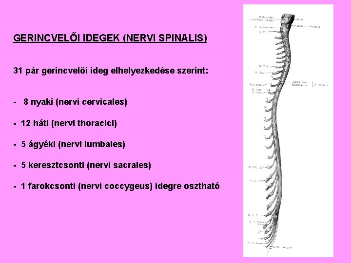 GERINCVELŐI IDEGEK (NERVI SPINALIS) 31 pár gerincvelői ideg elhelyezkedése szerint: - 8 nyaki (nervi