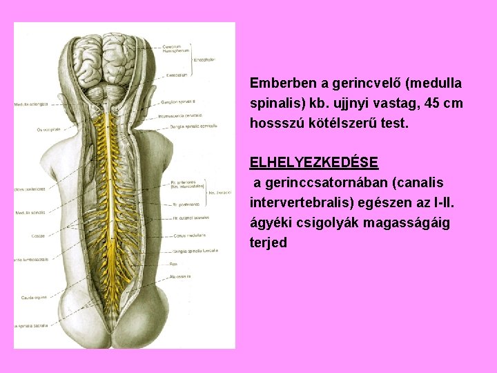 Emberben a gerincvelő (medulla spinalis) kb. ujjnyi vastag, 45 cm hossszú kötélszerű test. ELHELYEZKEDÉSE