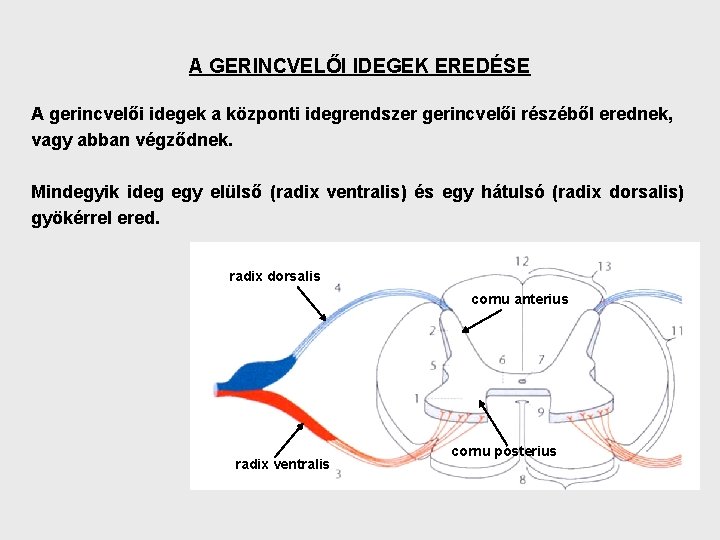 A GERINCVELŐI IDEGEK EREDÉSE A gerincvelői idegek a központi idegrendszer gerincvelői részéből erednek, vagy