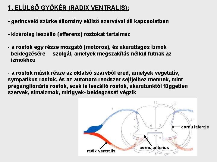 1. ELÜLSŐ GYÖKÉR (RADIX VENTRALIS): - gerincvelő szürke állomány elülső szarvával áll kapcsolatban -