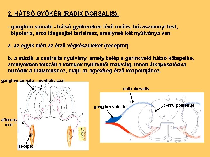 2. HÁTSÓ GYÖKÉR (RADIX DORSALIS): - ganglion spinale - hátsó gyökereken lévő ovális, búzaszemnyi