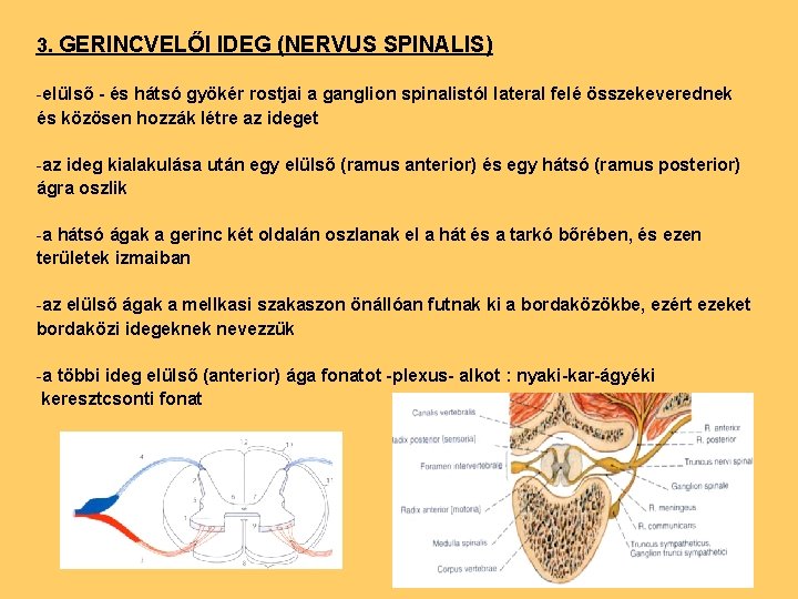 3. GERINCVELŐI IDEG (NERVUS SPINALIS) -elülső - és hátsó gyökér rostjai a ganglion spinalistól