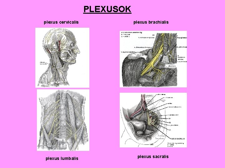 PLEXUSOK plexus cervicalis plexus brachialis plexus lumbalis plexus sacralis 