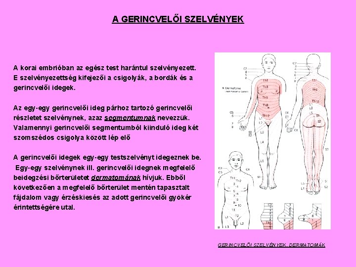 A GERINCVELŐI SZELVÉNYEK A korai embrióban az egész test harántul szelvényezett. E szelvényezettség kifejezői