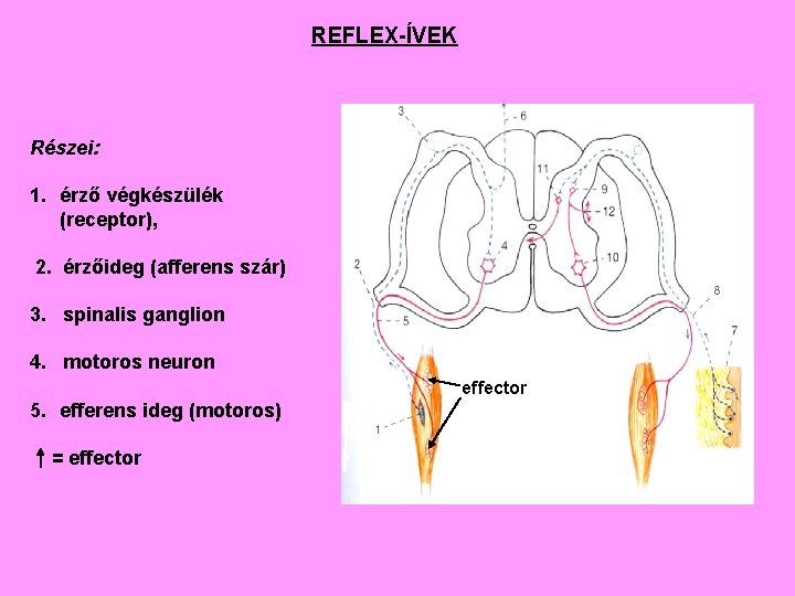 REFLEX-ÍVEK Részei: 1. érző végkészülék (receptor), 2. érzőideg (afferens szár) 3. spinalis ganglion 4.
