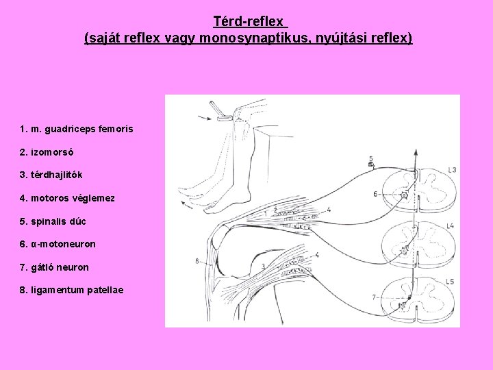 Térd-reflex (saját reflex vagy monosynaptikus, nyújtási reflex) 1. m. guadriceps femoris 2. izomorsó 3.