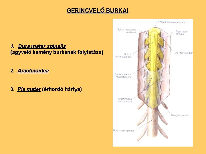 GERINCVELŐ BURKAI 1. Dura mater spinalis (agyvelő kemény burkának folytatása) 2. Arachnoidea 3. Pia