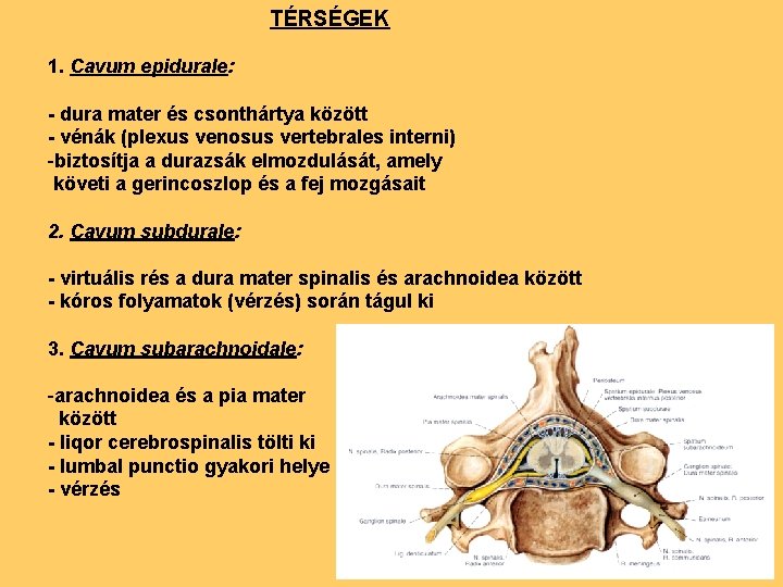 TÉRSÉGEK 1. Cavum epidurale: - dura mater és csonthártya között - vénák (plexus venosus