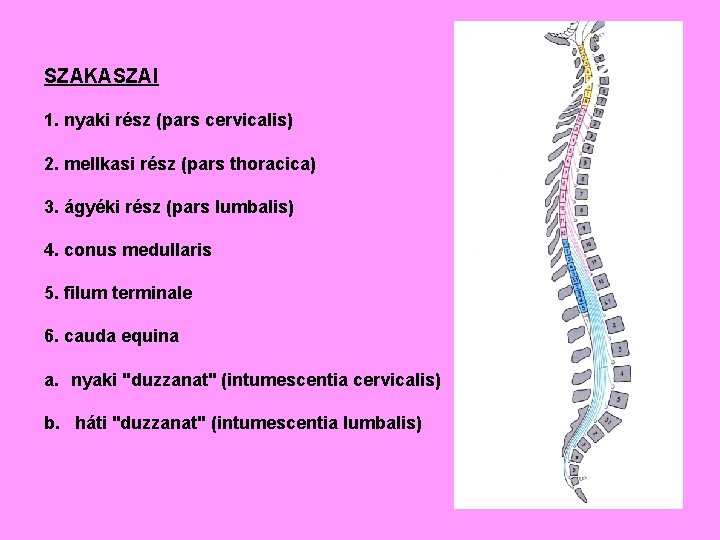 SZAKASZAI 1. nyaki rész (pars cervicalis) 2. mellkasi rész (pars thoracica) 3. ágyéki rész