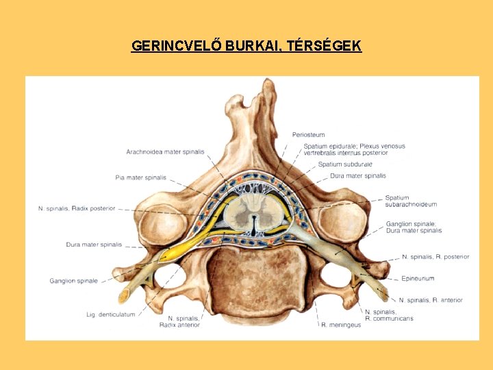 GERINCVELŐ BURKAI, TÉRSÉGEK 