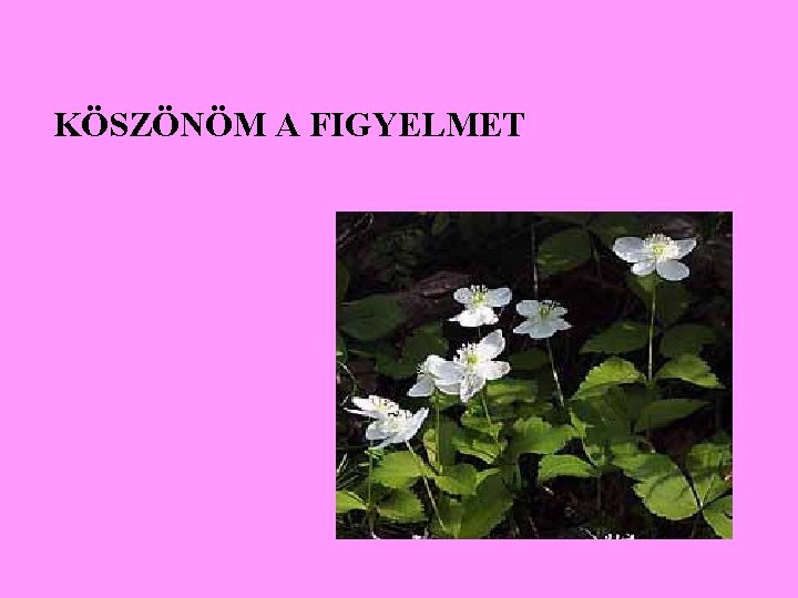 KÖSZÖNÖM A FIGYELMET 