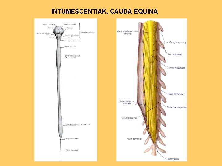 INTUMESCENTIAK, CAUDA EQUINA 