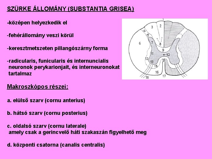 SZÜRKE ÁLLOMÁNY (SUBSTANTIA GRISEA) -középen helyezkedik el -fehérállomány veszi körül -keresztmetszeten pillangószárny forma -radicularis,