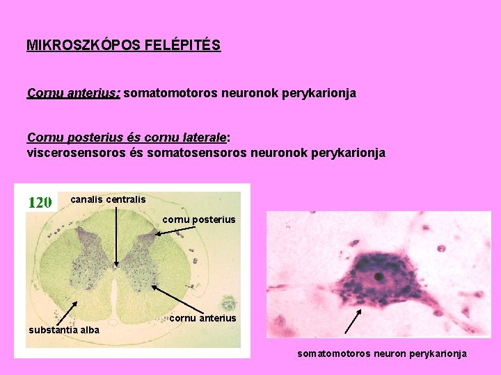 MIKROSZKÓPOS FELÉPITÉS Cornu anterius: somatomotoros neuronok perykarionja Cornu posterius és cornu laterale: viscerosensoros és