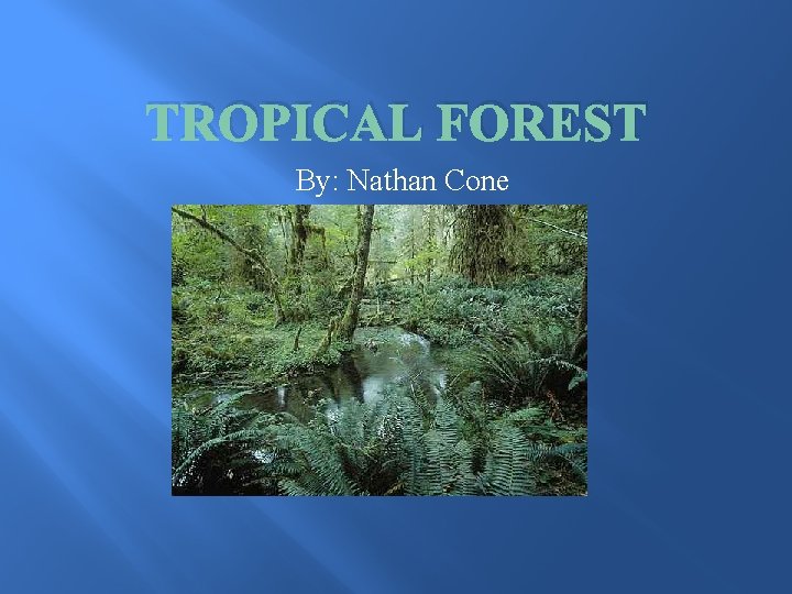 TROPICAL FOREST By: Nathan Cone 