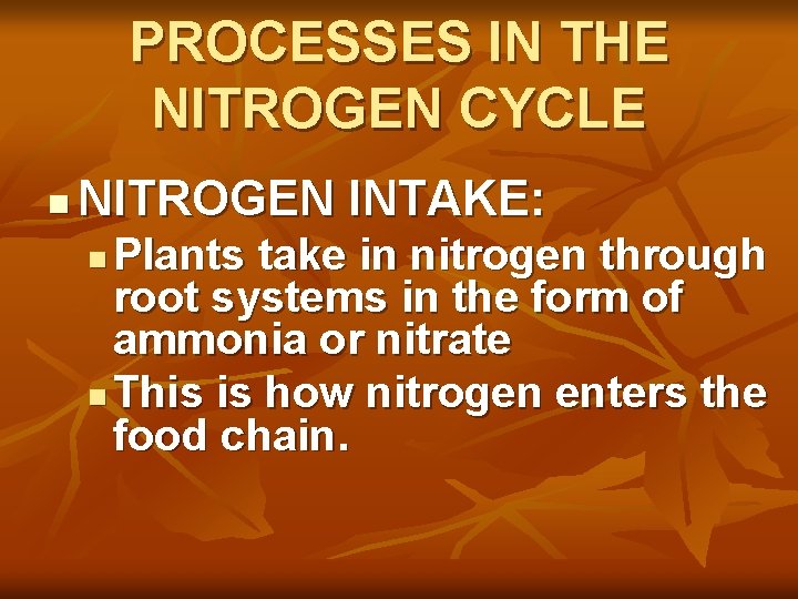 PROCESSES IN THE NITROGEN CYCLE n NITROGEN INTAKE: Plants take in nitrogen through root