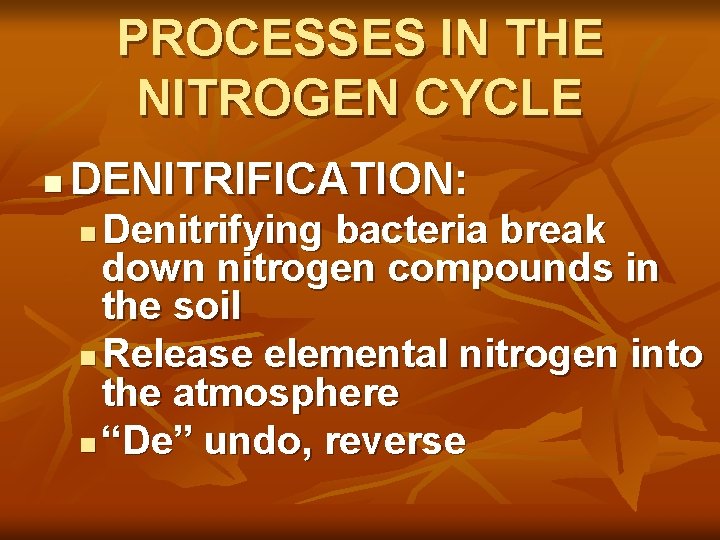 PROCESSES IN THE NITROGEN CYCLE n DENITRIFICATION: Denitrifying bacteria break down nitrogen compounds in