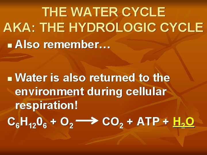 THE WATER CYCLE AKA: THE HYDROLOGIC CYCLE n Also remember… Water is also returned