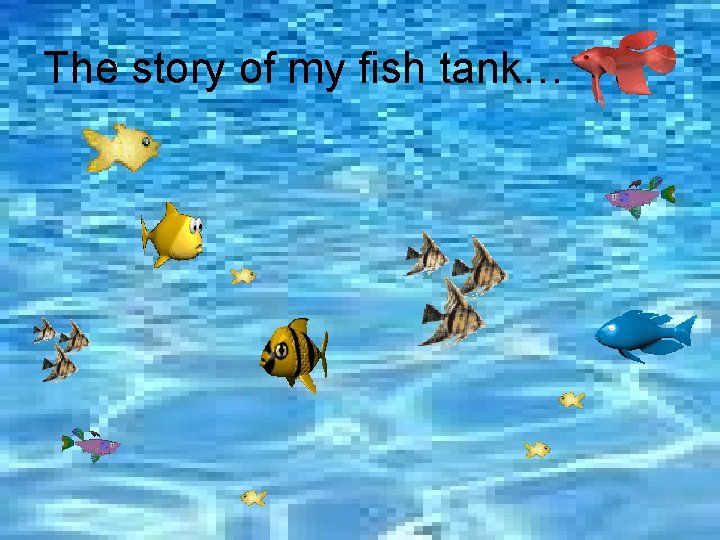 The story of my fish tank… 