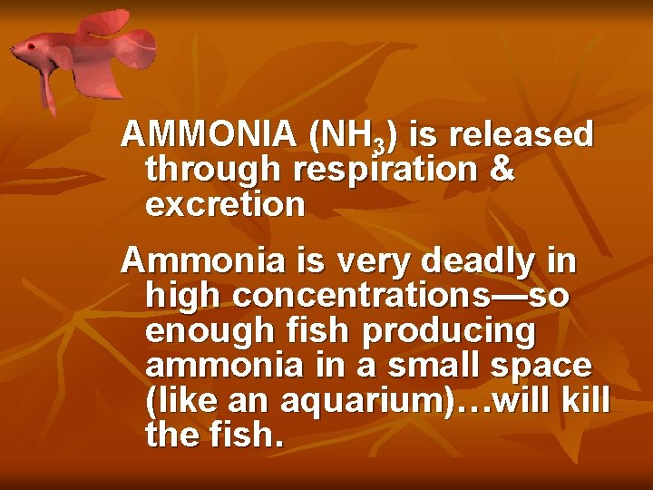 AMMONIA (NH 3) is released through respiration & excretion Ammonia is very deadly in