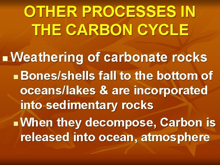 OTHER PROCESSES IN THE CARBON CYCLE n Weathering of carbonate rocks Bones/shells fall to