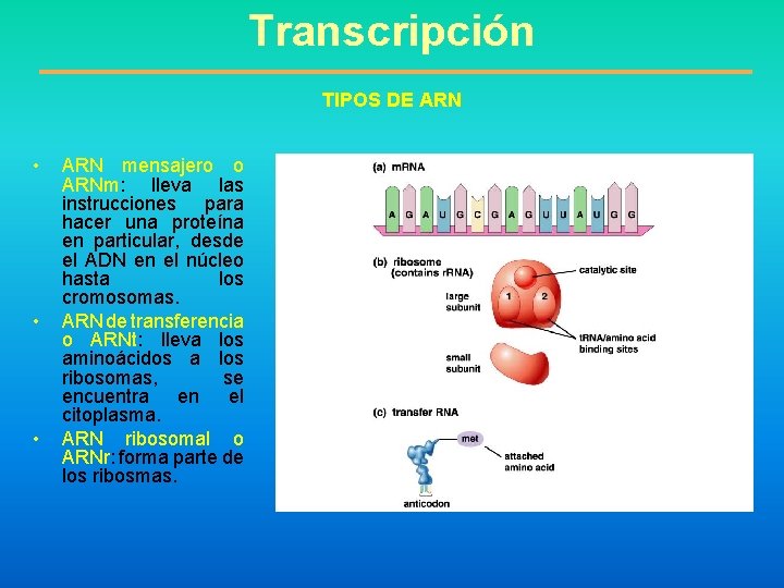 Transcripción TIPOS DE ARN • • • ARN mensajero o ARNm: lleva las instrucciones