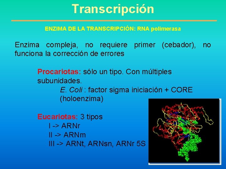 Transcripción ENZIMA DE LA TRANSCRIPCIÓN: RNA polimerasa Enzima compleja, no requiere primer (cebador), no