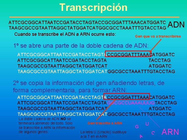 Transcripción ATTCGCGGCATTAATCCGATACCTAGTACCGCGGATTTAAACATGGATC TAAGCGCCGTAATTAGGCTATGGATCATGGCGCCTAAATTTGTACCTAG Cuando se transcribe el ADN a ARN ocurre esto: Gen que