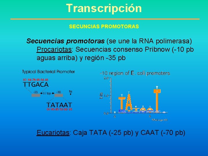 Transcripción SECUNCIAS PROMOTORAS Secuencias promotoras (se une la RNA polimerasa) Procariotas: Secuencias consenso Pribnow