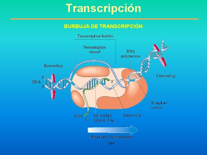 Transcripción BURBUJA DE TRANSCRIPCIÓN 