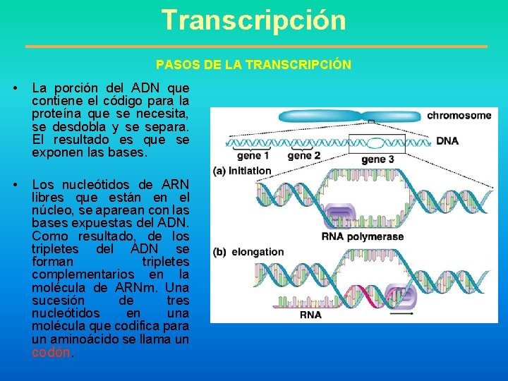 Transcripción PASOS DE LA TRANSCRIPCIÓN • La porción del ADN que contiene el código