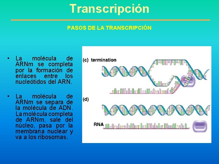 Transcripción PASOS DE LA TRANSCRIPCIÓN • La molécula de ARNm se completa por la