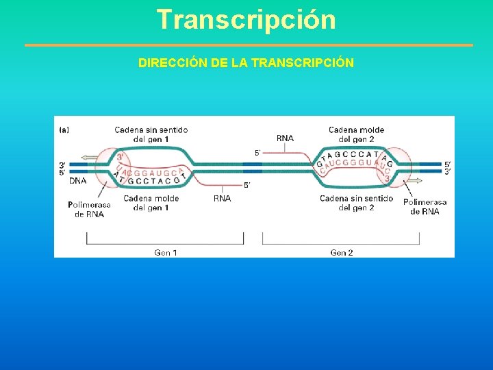 Transcripción DIRECCIÓN DE LA TRANSCRIPCIÓN 