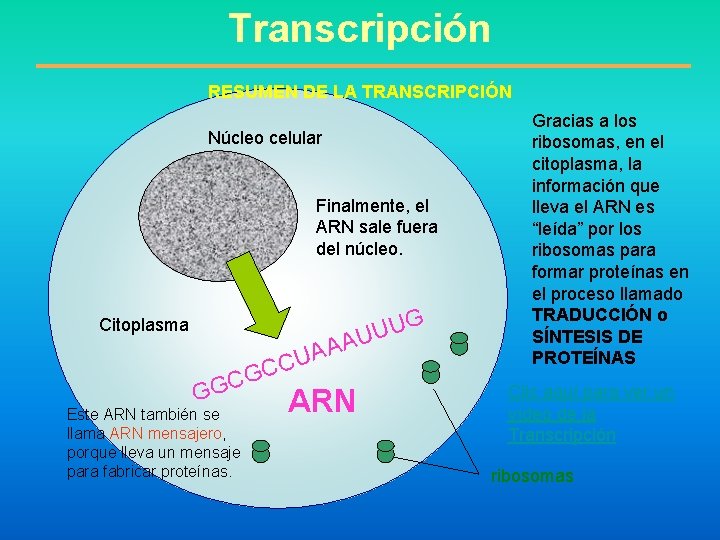 Transcripción RESUMEN DE LA TRANSCRIPCIÓN Núcleo celular Finalmente, el ARN sale fuera del núcleo.