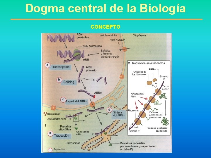Dogma central de la Biología CONCEPTO 
