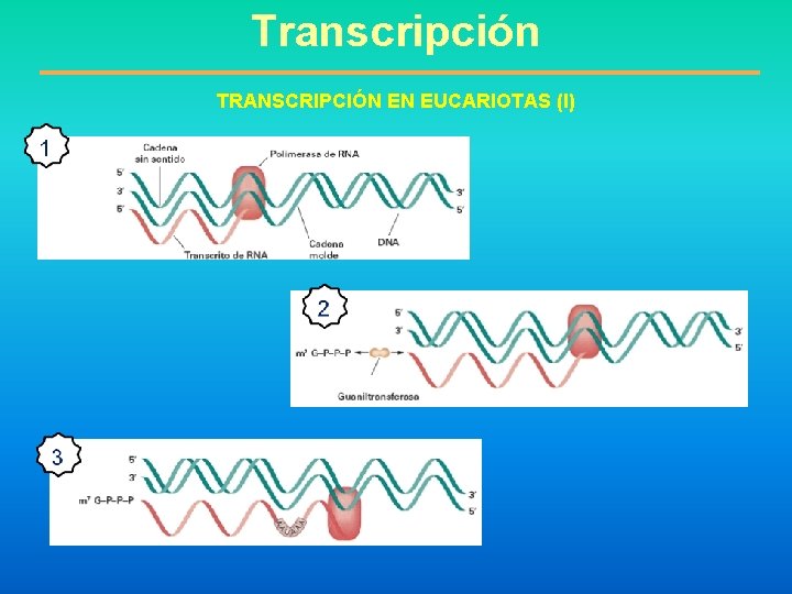 Transcripción TRANSCRIPCIÓN EN EUCARIOTAS (I) 