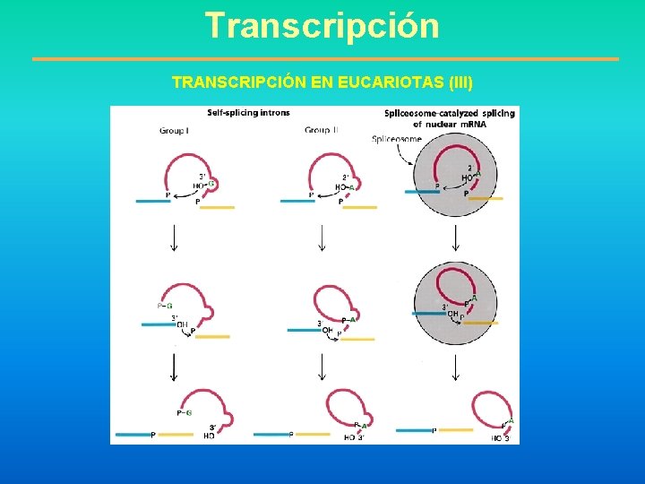 Transcripción TRANSCRIPCIÓN EN EUCARIOTAS (III) 