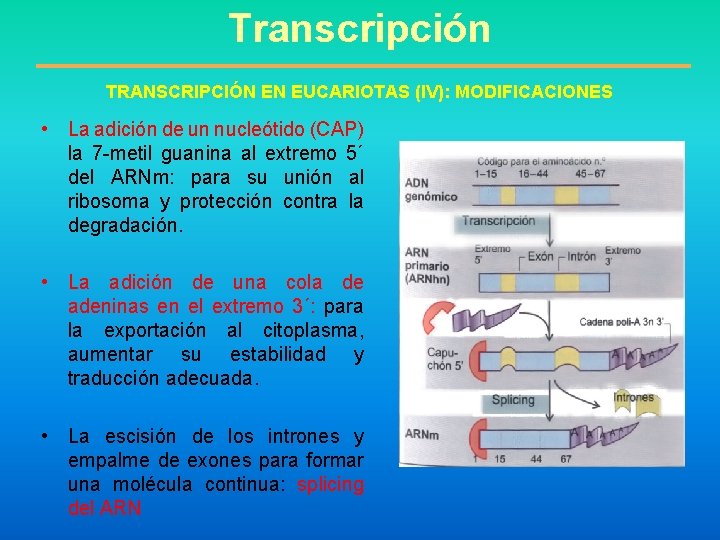 Transcripción TRANSCRIPCIÓN EN EUCARIOTAS (IV): MODIFICACIONES • La adición de un nucleótido (CAP) la