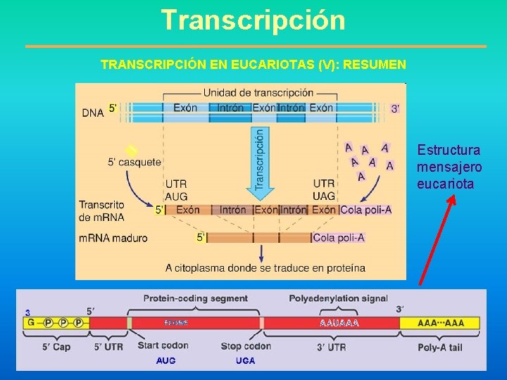 Transcripción TRANSCRIPCIÓN EN EUCARIOTAS (V): RESUMEN Estructura mensajero eucariota 