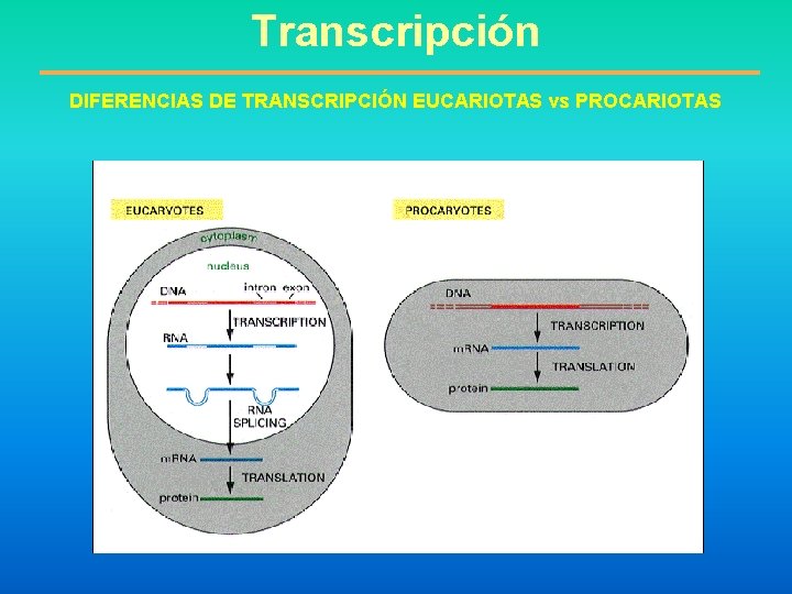 Transcripción DIFERENCIAS DE TRANSCRIPCIÓN EUCARIOTAS vs PROCARIOTAS 