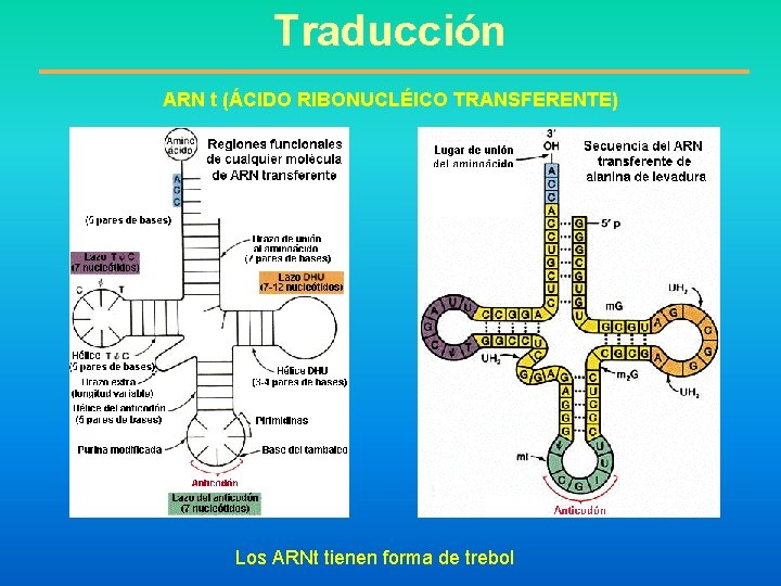 Traducción ARN t (ÁCIDO RIBONUCLÉICO TRANSFERENTE) Los ARNt tienen forma de trebol 
