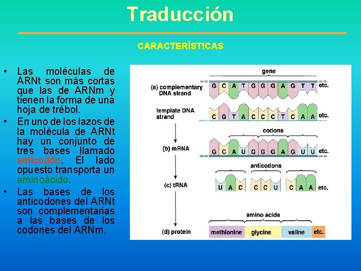 Traducción CARACTERÍSTICAS • Las moléculas de ARNt son más cortas que las de ARNm