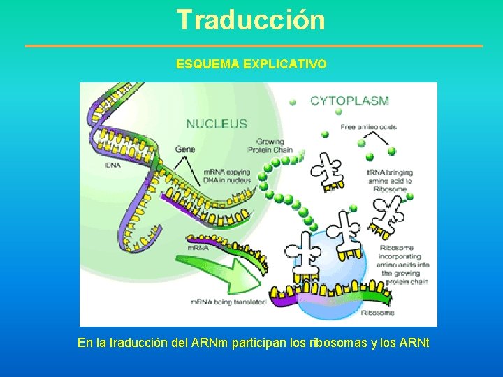 Traducción ESQUEMA EXPLICATIVO En la traducción del ARNm participan los ribosomas y los ARNt