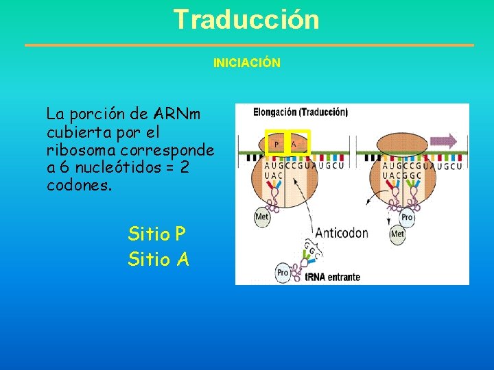 Traducción INICIACIÓN La porción de ARNm cubierta por el ribosoma corresponde a 6 nucleótidos