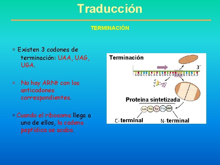 Traducción TERMINACIÓN Existen 3 codones de terminación: UAA, UAG, UGA. No hay ARNt con