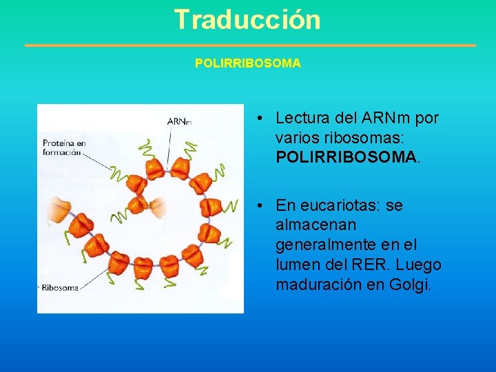 Traducción POLIRRIBOSOMA • Lectura del ARNm por varios ribosomas: POLIRRIBOSOMA. • En eucariotas: se