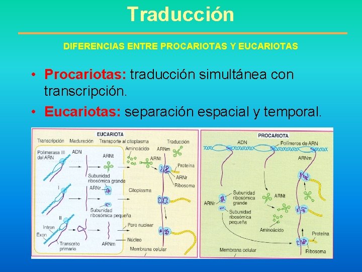 Traducción DIFERENCIAS ENTRE PROCARIOTAS Y EUCARIOTAS • Procariotas: traducción simultánea con transcripción. • Eucariotas: