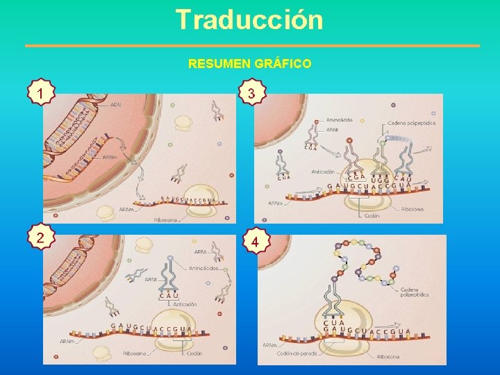 Traducción RESUMEN GRÁFICO 