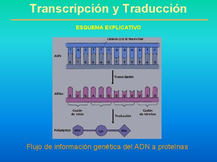 Transcripción y Traducción ESQUEMA EXPLICATIVO Flujo de información genética del ADN a proteínas 