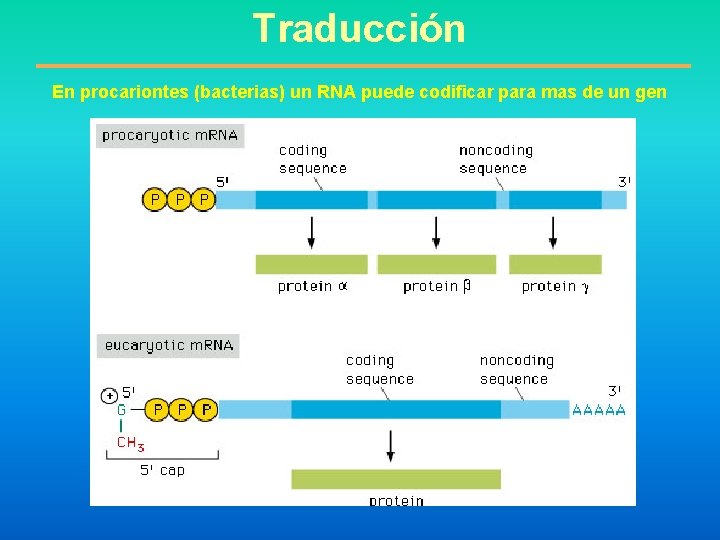 Traducción En procariontes (bacterias) un RNA puede codificar para mas de un gen 